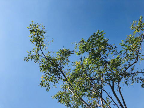 绿叶天空