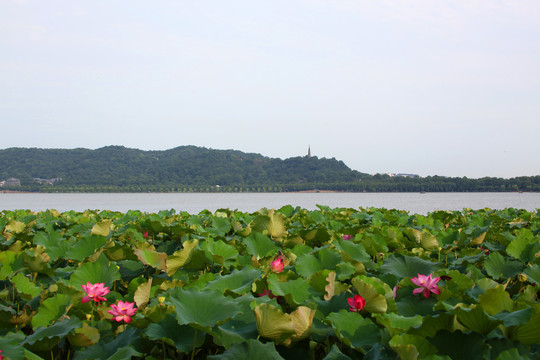 杭州西湖