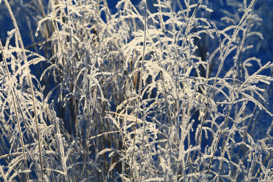 立冬时节雪原草叶霜花