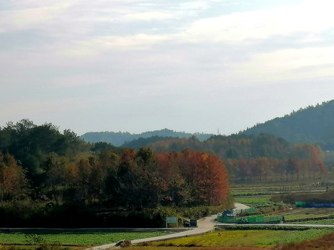 田野树木