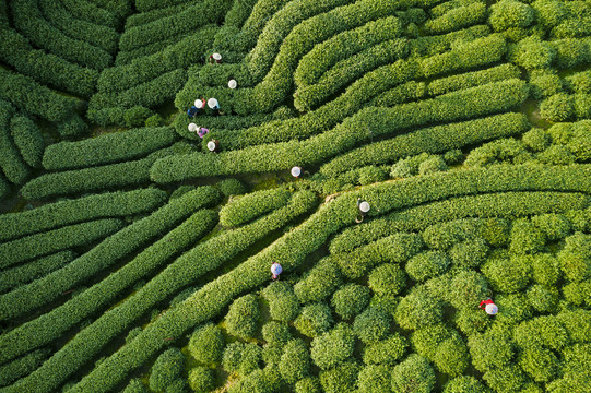 龙井采茶