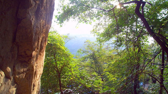 大山深处树林