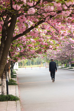 樱花大道