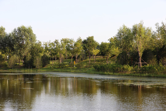 北京东郊湿地公园风光