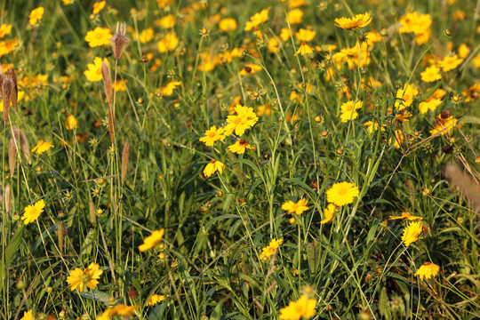 金鸡菊