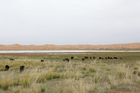 沙漠绿洲中的牛群