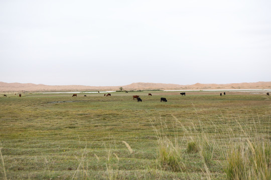 牛群在内蒙古腾格里沙漠的绿洲中