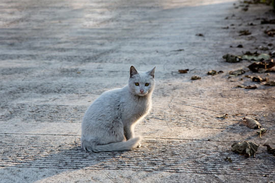 猫咪