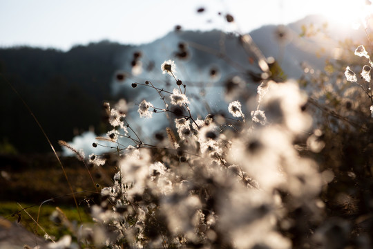 野棉花