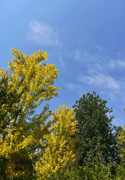 秋叶秋树蓝天