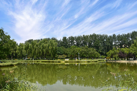 湖光樹影白云