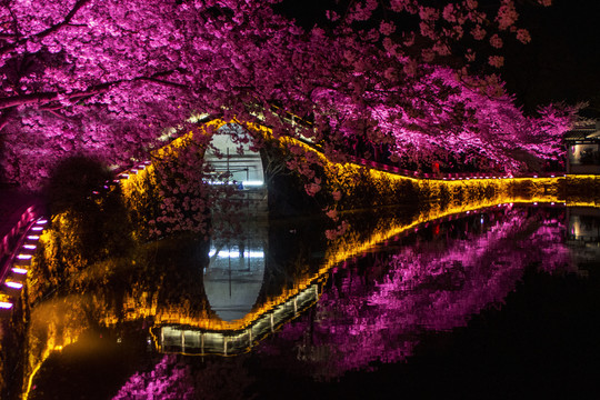 无锡鼋头渚的樱花季夜景