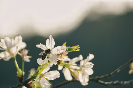 蜜蜂在白花樱花