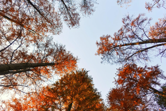 秋天水杉对天的低角度视图