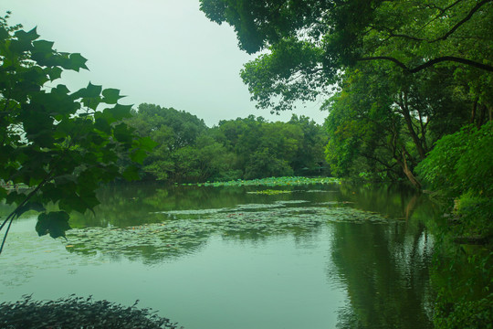 杭州西溪湿地