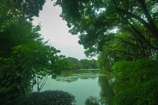 杭州西溪湿地