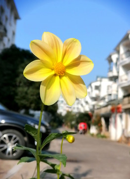 小黄花一朵