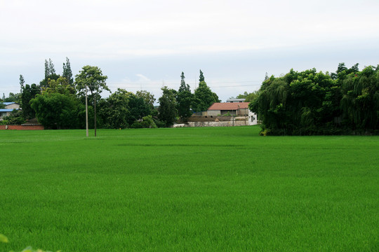 绿色田园