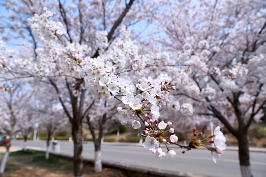 樱花