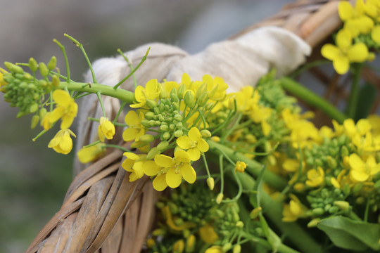 菜苔花