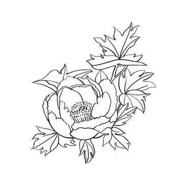 白描牡丹線(xiàn)稿