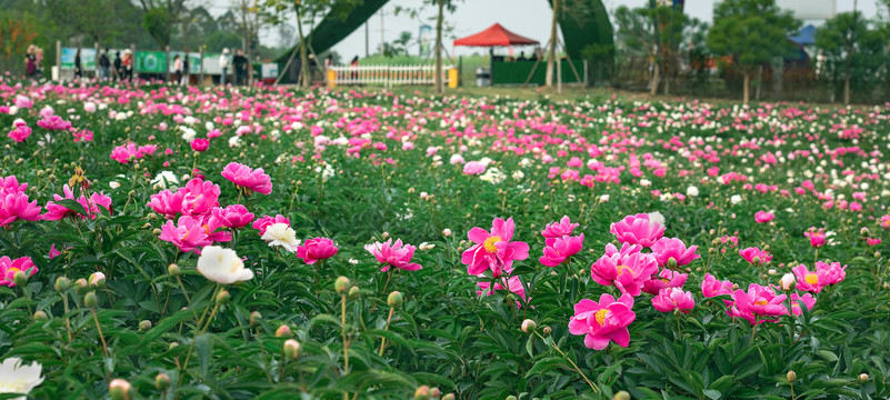 芍药花