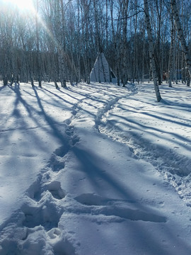冬季白桦林雪地阳光