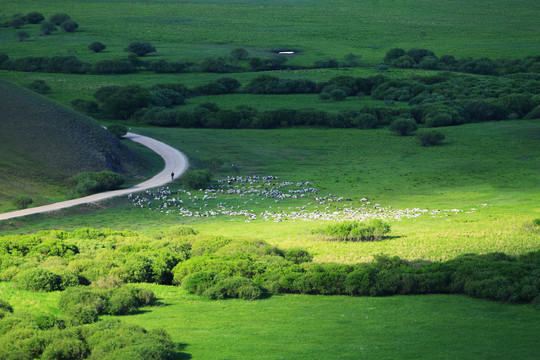 绿色牧场羊群