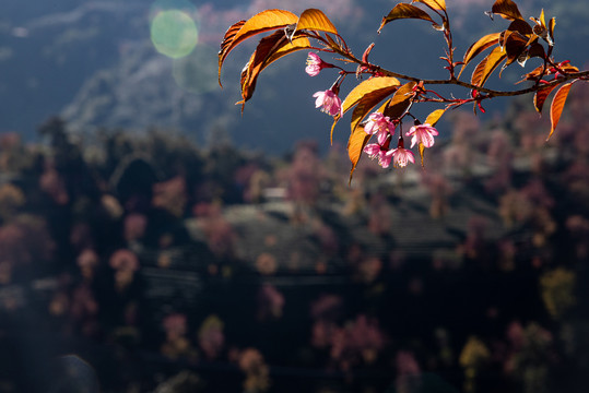 無量山櫻花