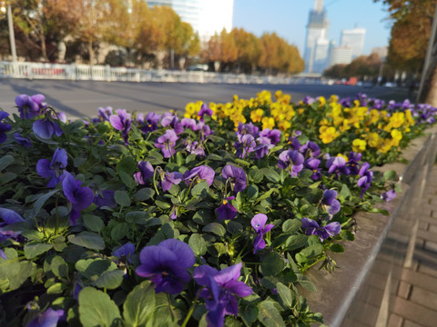 蝴蝶花高清特写