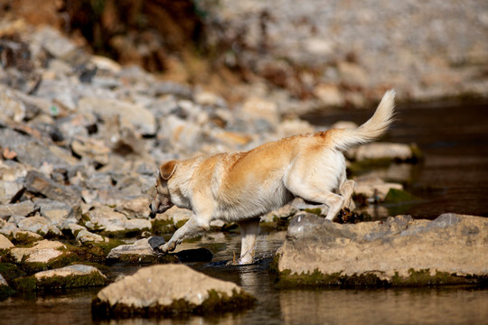 田园犬