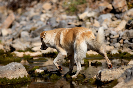 田园犬