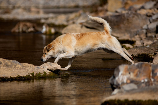 田园犬