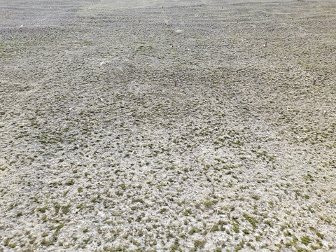 苔藓水泥墙