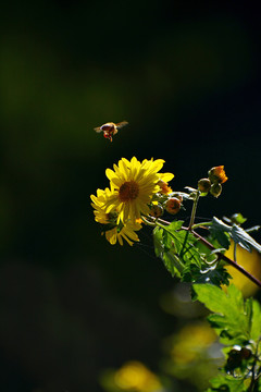 菊花