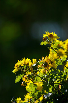 菊花