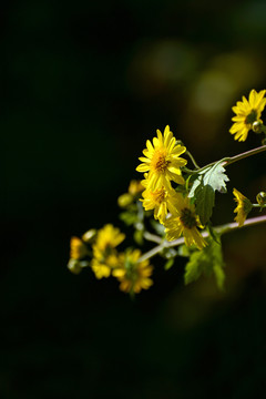 菊花