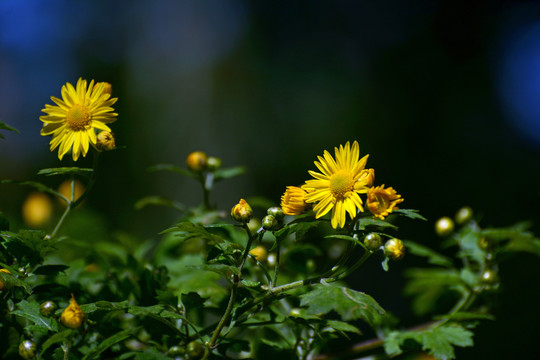 菊花