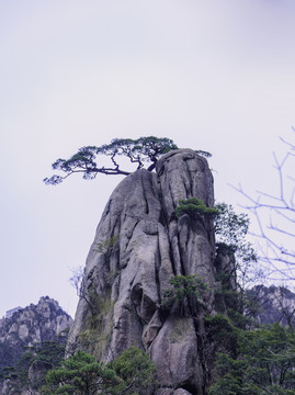 黄山黄山松