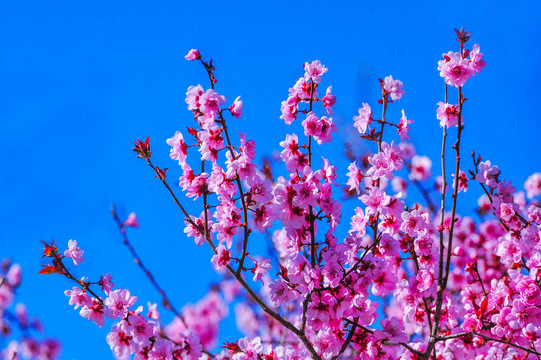 桃花开