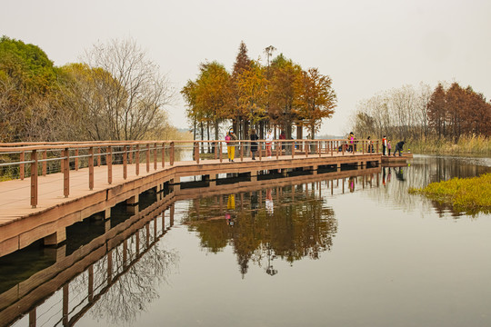 贡湖湾湿地公园水上森林风景