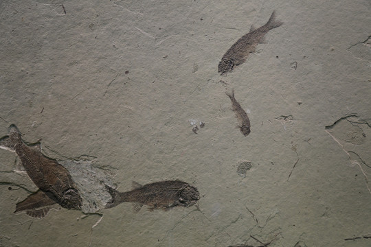 鱼虫化石