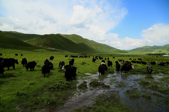 青海草原牦牛