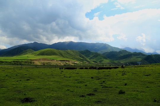 青海草原牧场