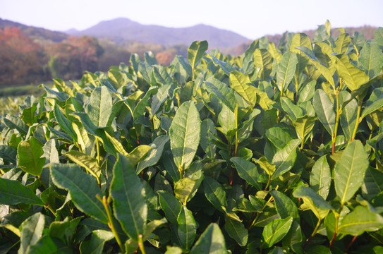 龙井茶