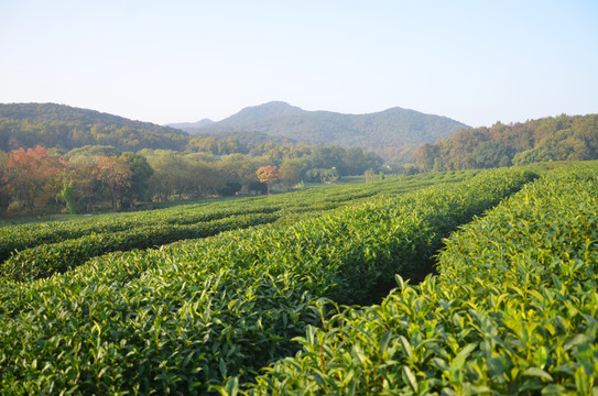 茅家埠