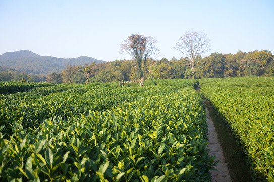 生态茶园