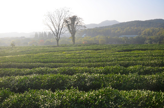 茶叶种植基地