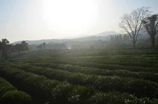 茶叶种植基地