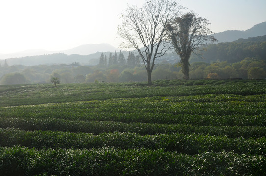 茶叶种植基地